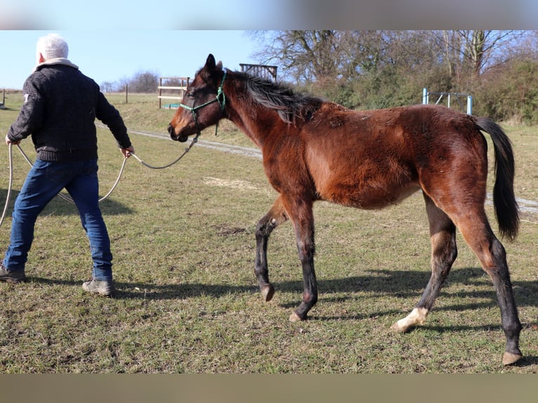 Quarter horse américain Jument 1 Année 150 cm Bai in Müglitztal