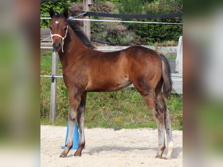 Quarter horse américain Jument 1 Année 150 cm Bai in Müglitztal