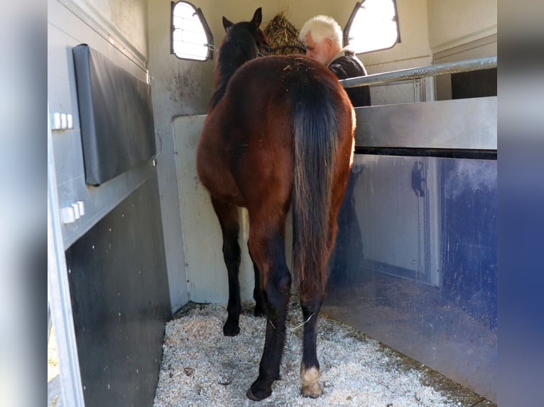 Quarter horse américain Jument 1 Année 150 cm Bai in Müglitztal