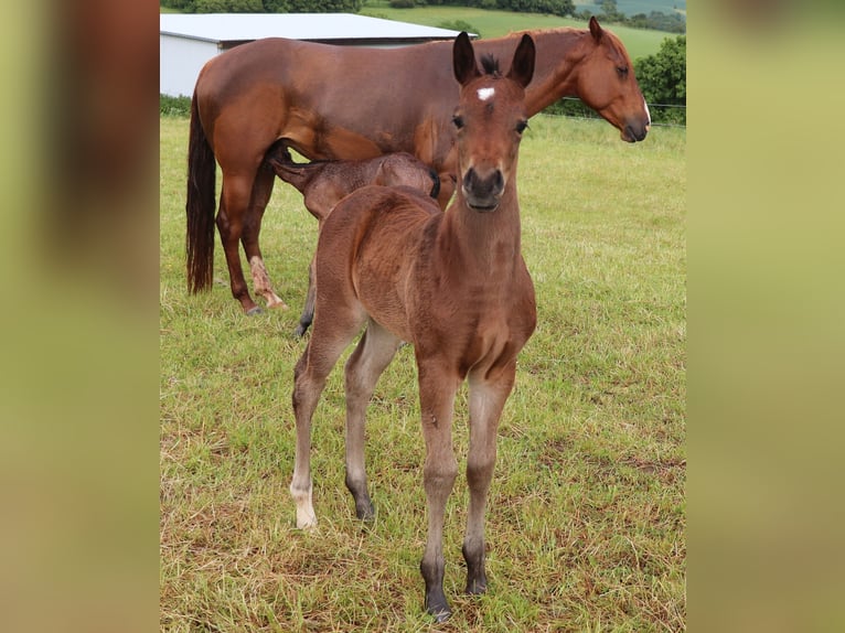 Quarter horse américain Jument 1 Année 150 cm Bai in Müglitztal