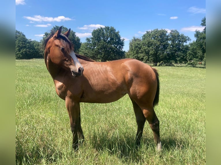 Quarter horse américain Jument 1 Année 150 cm Bai in Stahnsdorf