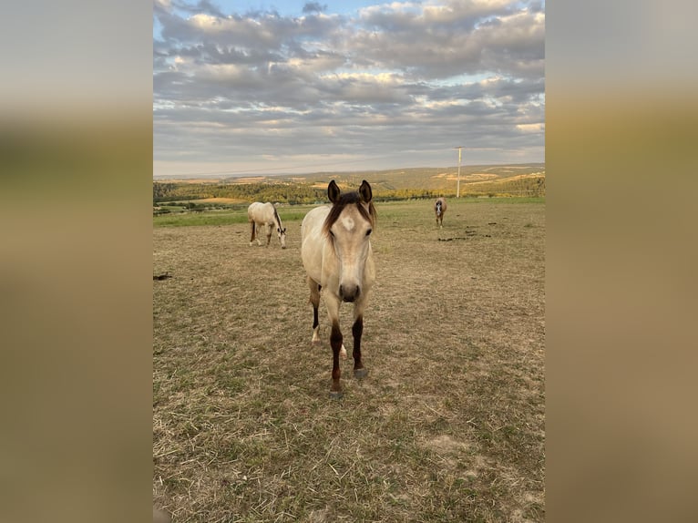 Quarter horse américain Croisé Jument 1 Année 150 cm Buckskin in D&#xF6;rnberg