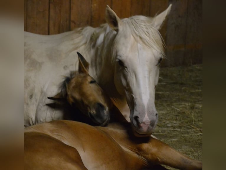 Quarter horse américain Jument 1 Année 150 cm Buckskin in Weiden