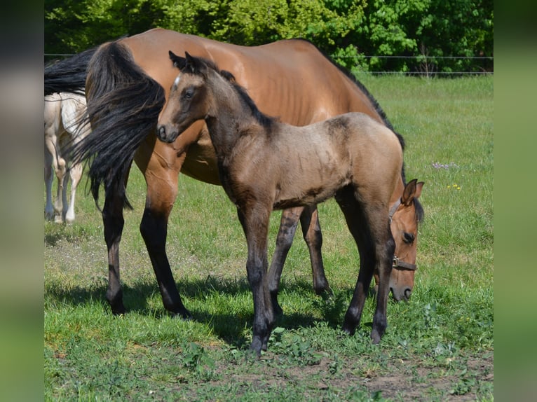 Quarter horse américain Jument 1 Année 150 cm Buckskin in Wusterhausen (Dosse)