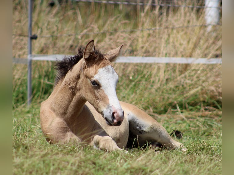 Quarter horse américain Jument 1 Année 150 cm Buckskin in Stade