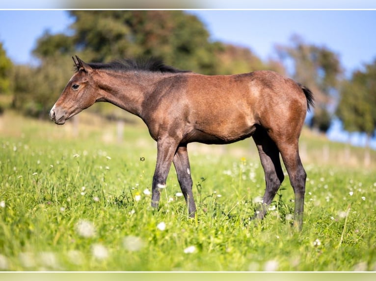 Quarter horse américain Jument 1 Année 150 cm Gris in Pram
