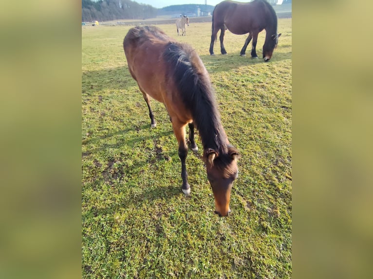 Quarter horse américain Jument 1 Année 150 cm Isabelle in Pfullendorf