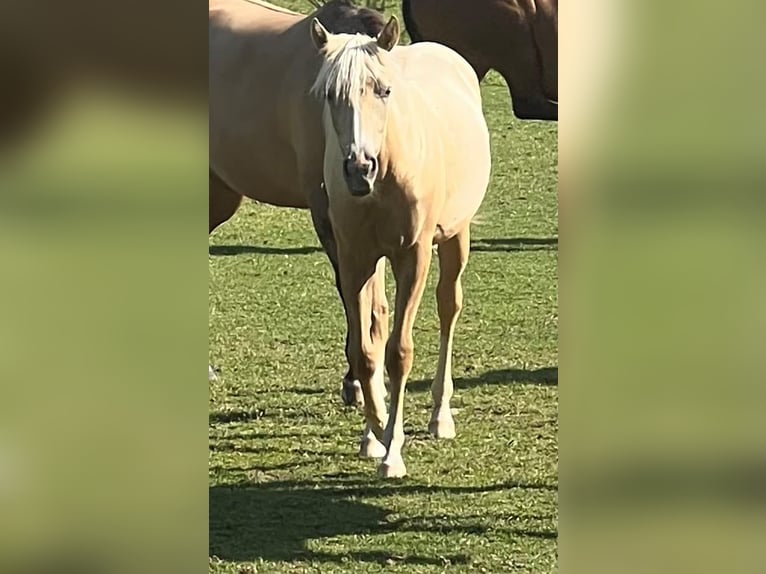 Quarter horse américain Jument 1 Année 150 cm Palomino in Kürten