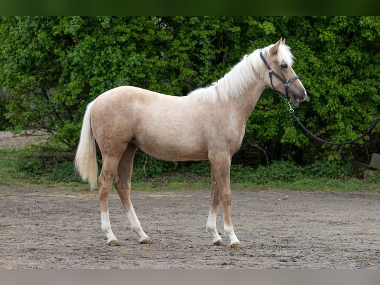 Quarter horse américain Jument 1 Année 150 cm Palomino in Kürten
