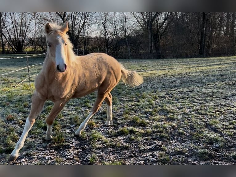Quarter horse américain Jument 1 Année 150 cm in Niederwerrn