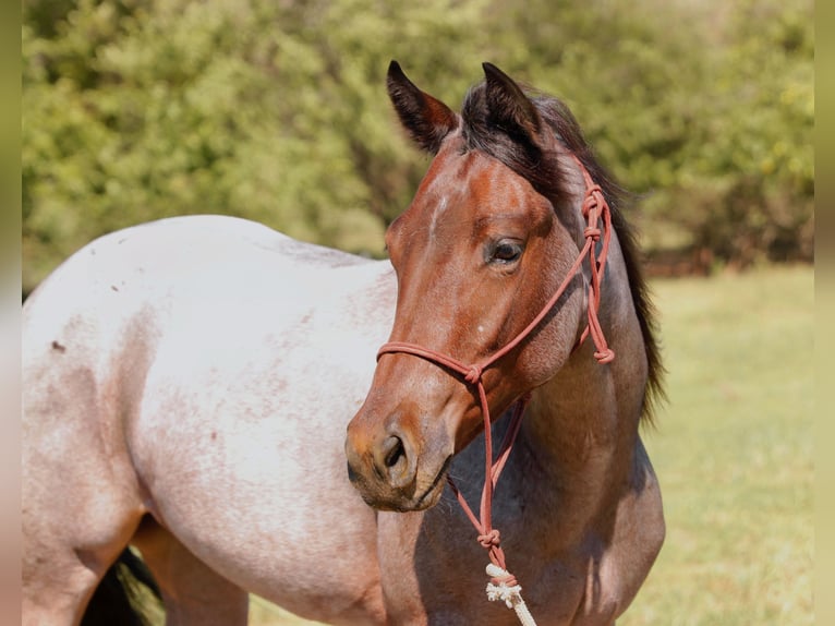 Quarter horse américain Jument 1 Année 150 cm Roan-Bay in Mount Vernon