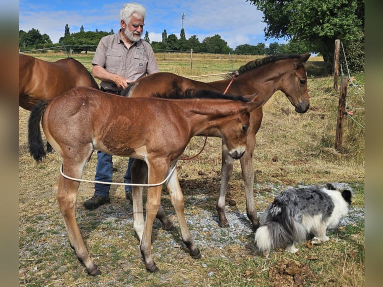 Quarter horse américain Jument 1 Année 150 cm Roan-Bay in Müglitztal