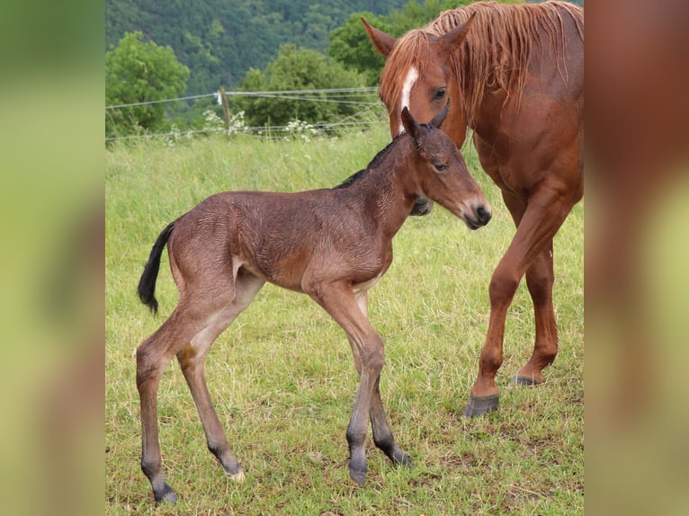 Quarter horse américain Jument 1 Année 150 cm Roan-Bay in Müglitztal