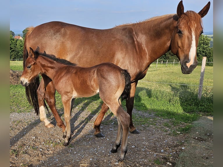 Quarter horse américain Jument 1 Année 150 cm Roan-Bay in Müglitztal