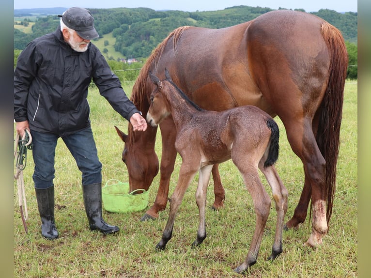 Quarter horse américain Jument 1 Année 150 cm Roan-Bay in Müglitztal