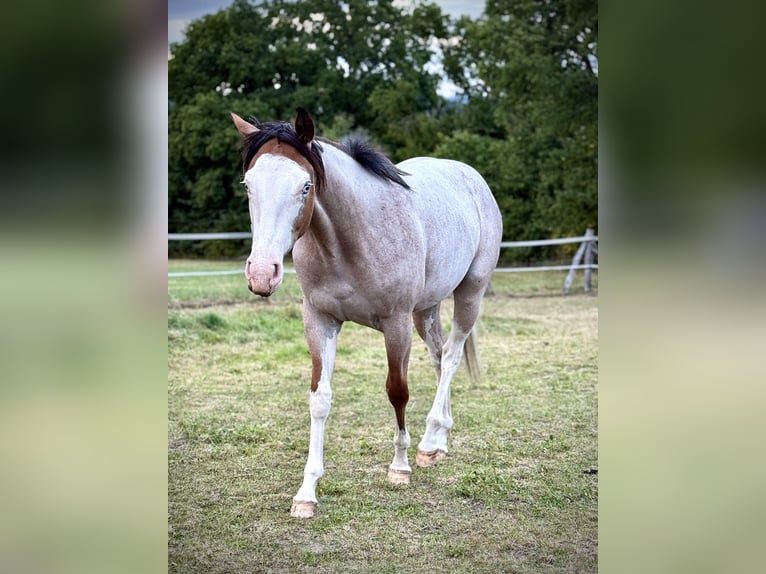 Quarter horse américain Jument 1 Année 150 cm Roan-Bay in Liebenau