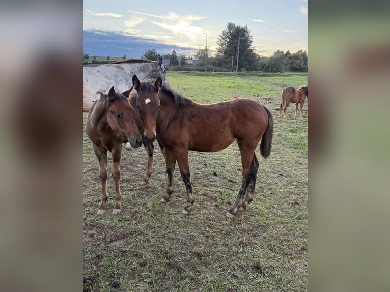 Quarter horse américain Croisé Jument 1 Année 150 cm  in Daleiden
