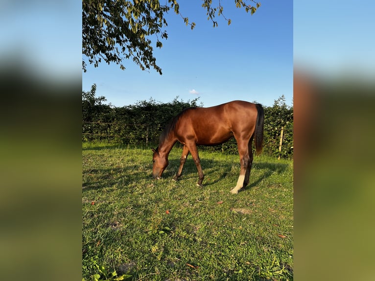 Quarter horse américain Croisé Jument 1 Année 152 cm Bai in Heinsberg