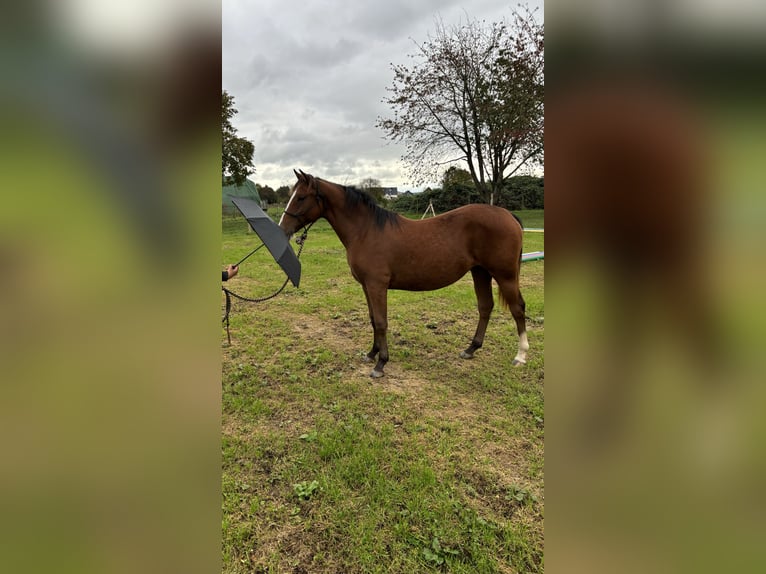 Quarter horse américain Croisé Jument 1 Année 152 cm Bai in Heinsberg