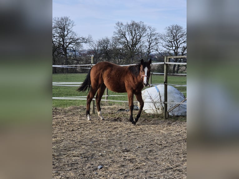 Quarter horse américain Jument 1 Année 152 cm Bai in Herdwangen-Schönach