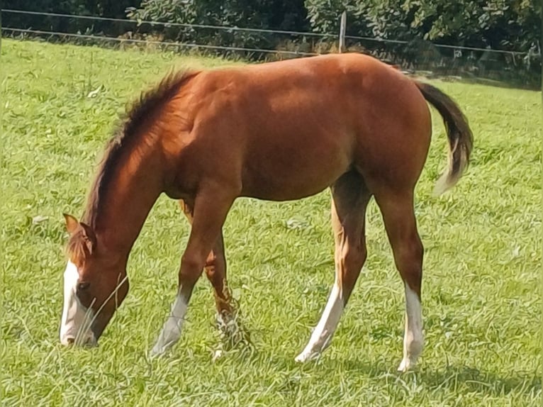 Quarter horse américain Jument 1 Année 152 cm Bai in Clausthal-Zellerfeld