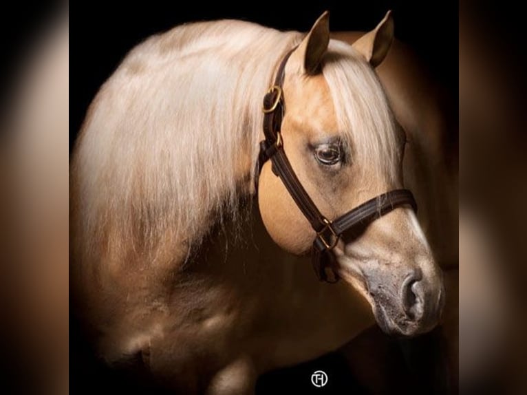 Quarter horse américain Jument 1 Année 152 cm Palomino in Edemissen