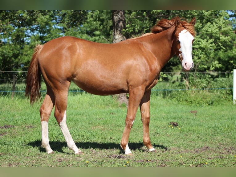 Quarter horse américain Jument 1 Année 153 cm Alezan in Stade