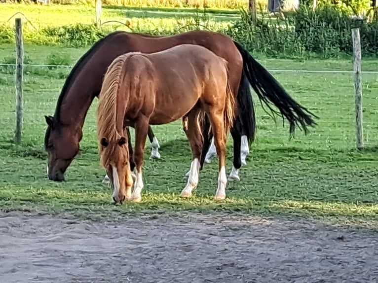 Quarter horse américain Jument 1 Année 153 cm Alezan in Weste
