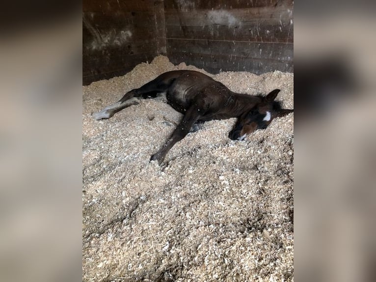 Quarter horse américain Jument 1 Année 153 cm Bai brun in Soltau