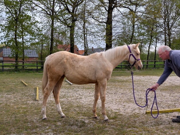 Quarter horse américain Jument 1 Année 153 cm Palomino in Rheine