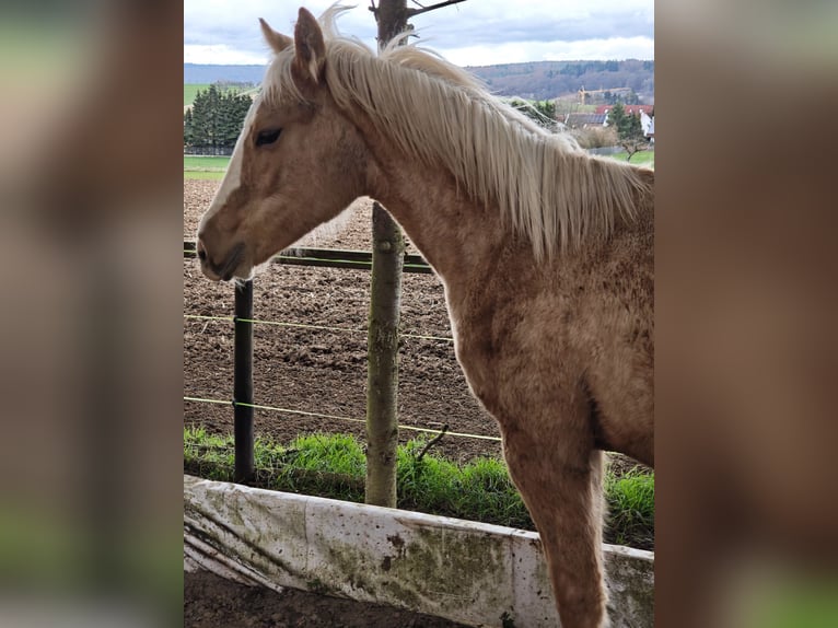 Quarter horse américain Jument 1 Année 153 cm Palomino in Klingenberg am Main