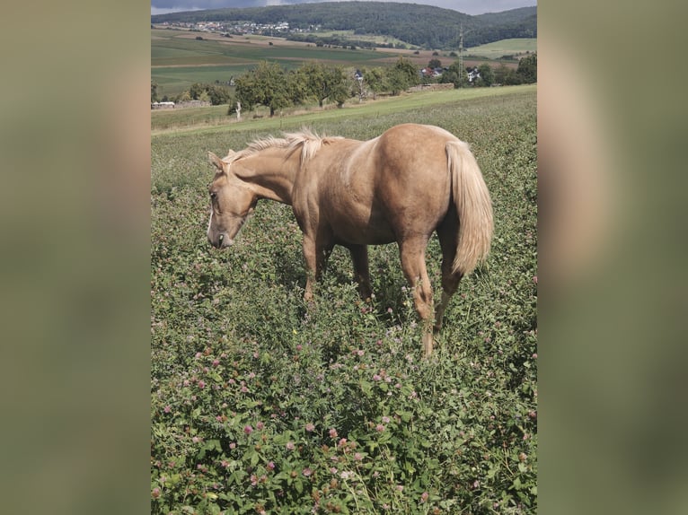 Quarter horse américain Jument 1 Année 153 cm Palomino in Klingenberg am Main