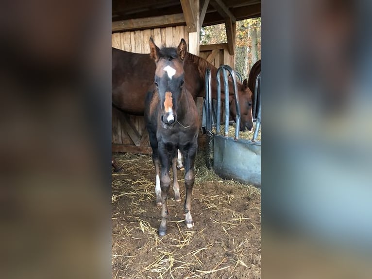 Quarter horse américain Jument 1 Année 154 cm Bai brun in Soltau