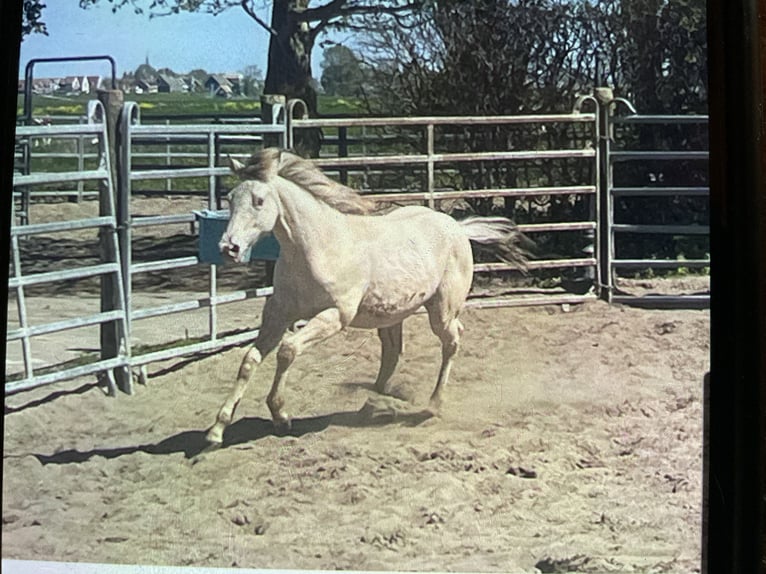 Quarter horse américain Jument 1 Année 154 cm Champagne in Starnmeer