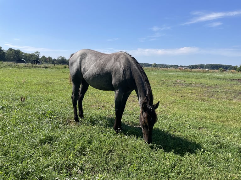 Quarter horse américain Jument 1 Année 154 cm Rouan Bleu in Oranienburg