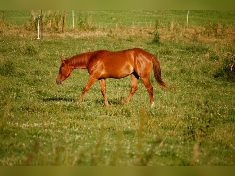 Quarter horse américain Jument 1 Année 155 cm Alezan in Helmenzen