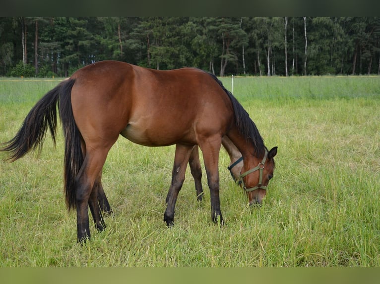 Quarter horse américain Jument 1 Année 155 cm Bai brun foncé in Nordhorn