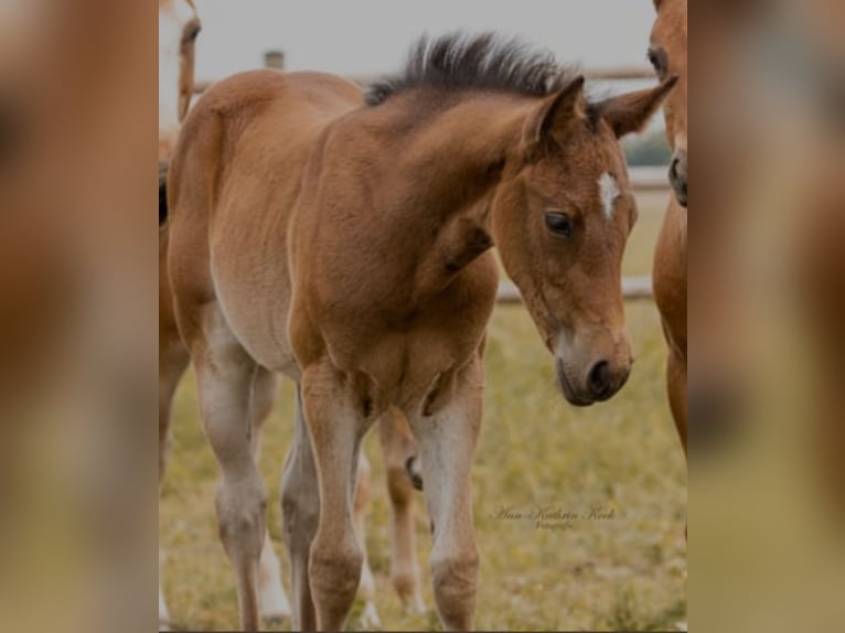 Quarter horse américain Jument 1 Année 155 cm Bai brun in Werlte