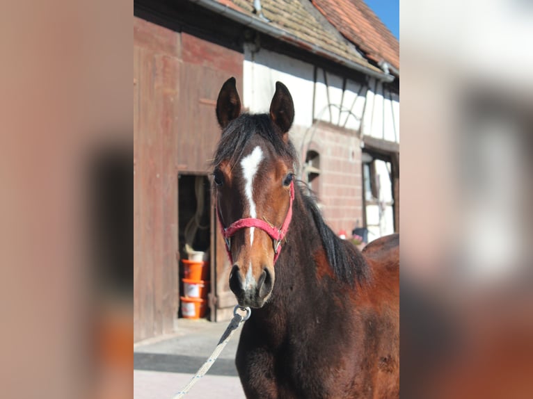 Quarter horse américain Jument 1 Année 155 cm Bai in Marktheidenfeld