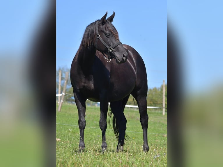 Quarter horse américain Jument 1 Année 155 cm Noir in Pribram