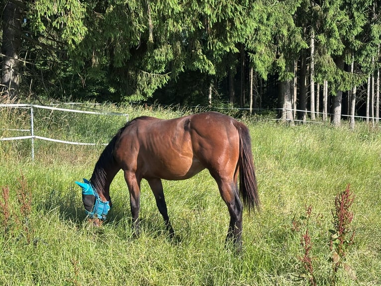 Quarter horse américain Jument 1 Année 158 cm Bai in Kirchendemenreuth