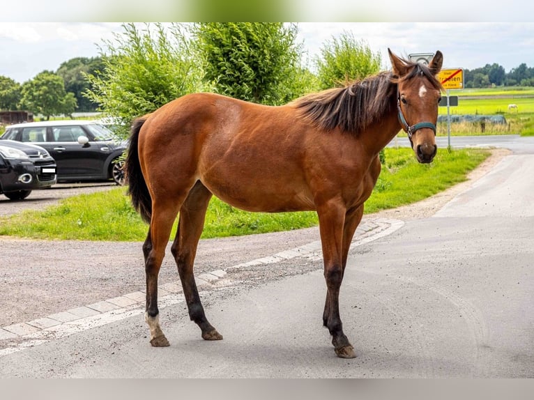 Quarter horse américain Jument 1 Année 160 cm Bai in Straelen
