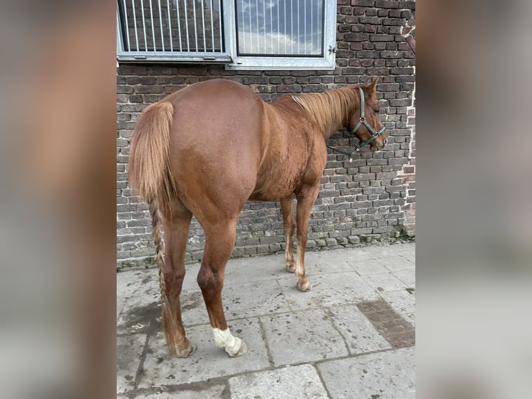Quarter horse américain Jument 1 Année 160 cm Bai in Straelen