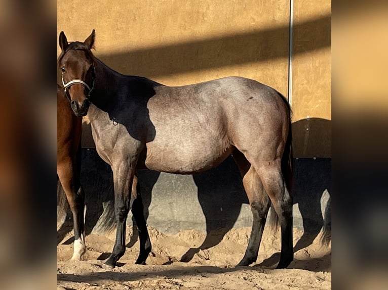 Quarter horse américain Jument 1 Année 160 cm Roan-Bay in Stahnsdorf