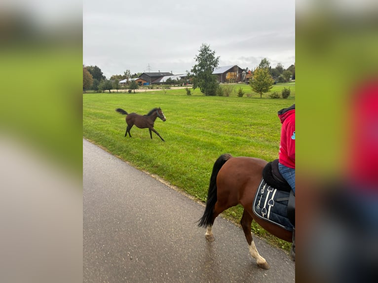 Quarter horse américain Jument 1 Année 162 cm Bai in Langenau