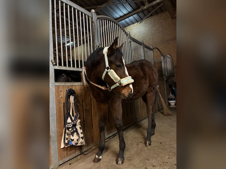 Quarter horse américain Jument 1 Année 162 cm Bai in Langenau