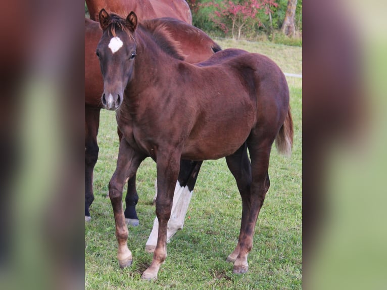 Quarter horse américain Jument 1 Année Alezan brûlé in Pleystein  Lohma 11