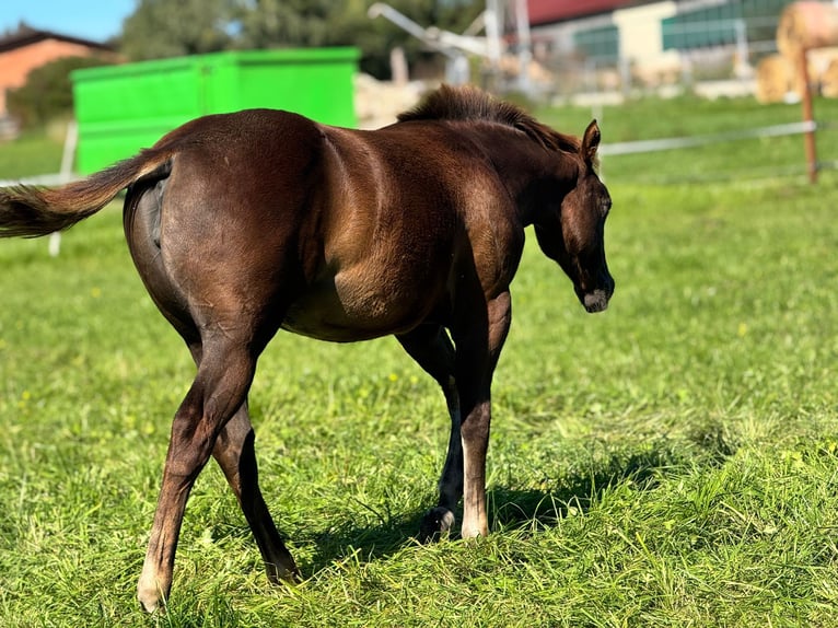 Quarter horse américain Jument 1 Année Alezan brûlé in Pleystein  Lohma 11a