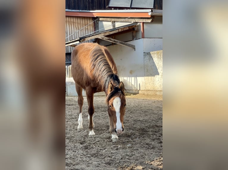 Quarter horse américain Jument 1 Année Alezan brûlé in Alfdorf