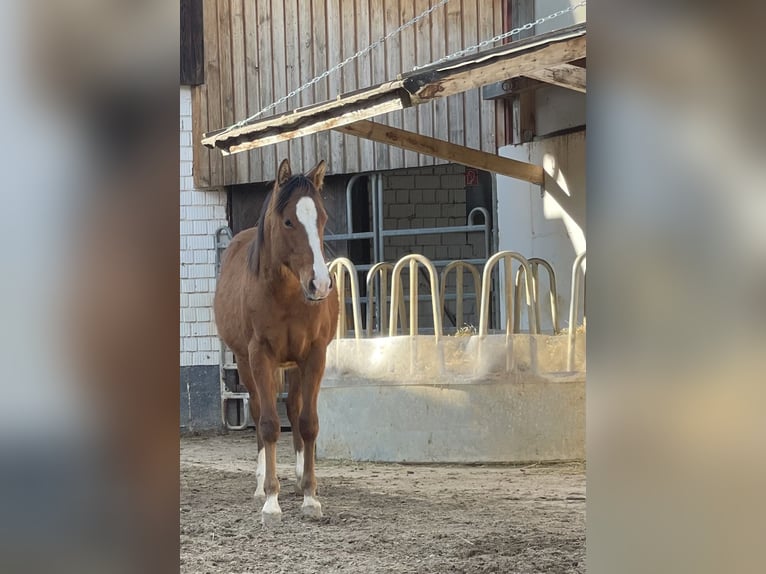 Quarter horse américain Jument 1 Année Alezan brûlé in Alfdorf